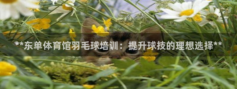 极悦平台注册官网下载：**东单体育馆羽毛球培训：提升