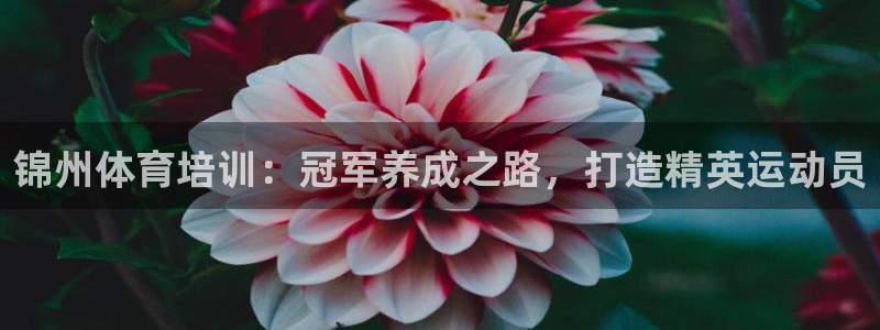 极悦平台使用教程视频：锦州体育培训：冠军养成之路，打