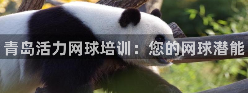 极悦平台注册登录入口在哪：青岛活力网球培训：您的网球潜能