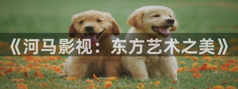 韩国电影顶楼的大象观看